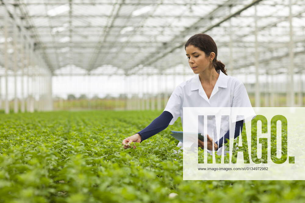 IMAGO Creative: Klimawandel - Zukunft und Innovation Scientist in rows of plants in greenhouse, holding digital tablet, 18.11.2013,