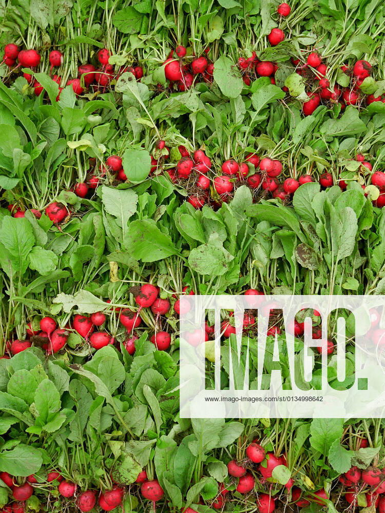Radish,harvest,radishs,harvests mpw-gf7