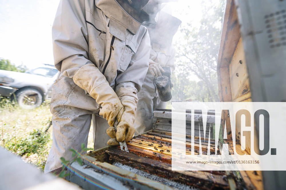 IMAGO Creative: Bienenzucht IMAGO Creative: Klimawandel - Zukunft und Innovation Beekeeper removing beehive from box by coworker at farm model released Symbolfoto JCMF02205