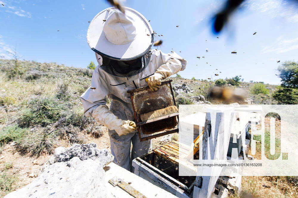 IMAGO Creative: Klimawandel - Zukunft und Innovation Male beekeeper brushing beehive at farm on sunny day model released Symbolfoto JCMF02216