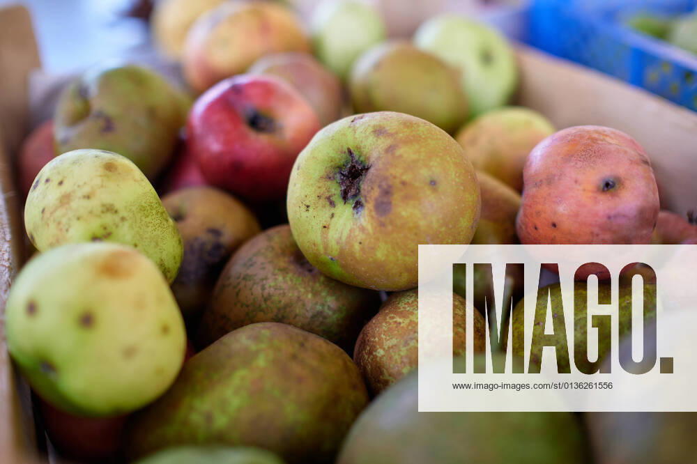 Austria September 25, 2021 sorted apples and pears from fruit harvest Burgenland Austria