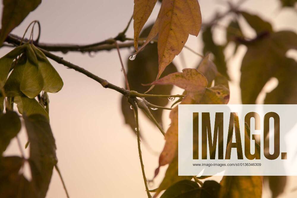IMAGO Creative: Ende des Sommers Oak twig with water drop, 12.10.2020,
