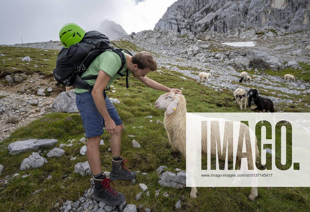 Hiker stroking sheep on mountain meadow, Frauenalpl, Hiking trail to Meilerhütte, Wetterstein Mountains, Bavaria, Germany, Europe