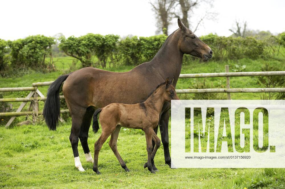 Akhal Teke, horse breed from Turkmenistan, mare with foal