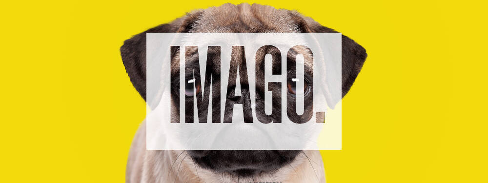 Dog,pug,dogs,pugs m2c-fma