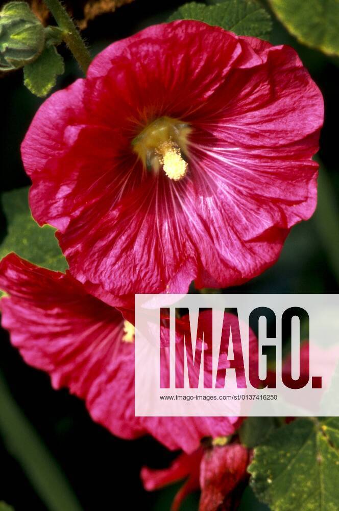Hollyhock, hollyhock rose, hollyhock mallow, hollyhock mallow, hollyhock rose, hollyhock rose, hollyhock rose, hollyhock rose, hollyhock rose, hollyhock rose, hollyhock rose, hollyhock rose, hollyhock rose, hollyhock rose, hollyhock rose, hollyhock rose, hollyhock rose, flowers BLWS653576