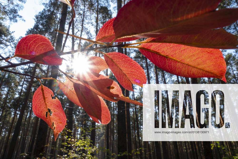 Autumn colored leaves on the trees in the forest near Senzig, district of Königs Wusterhausen county Dahme Spreewald photo Volker Hohlfeld autumn colors