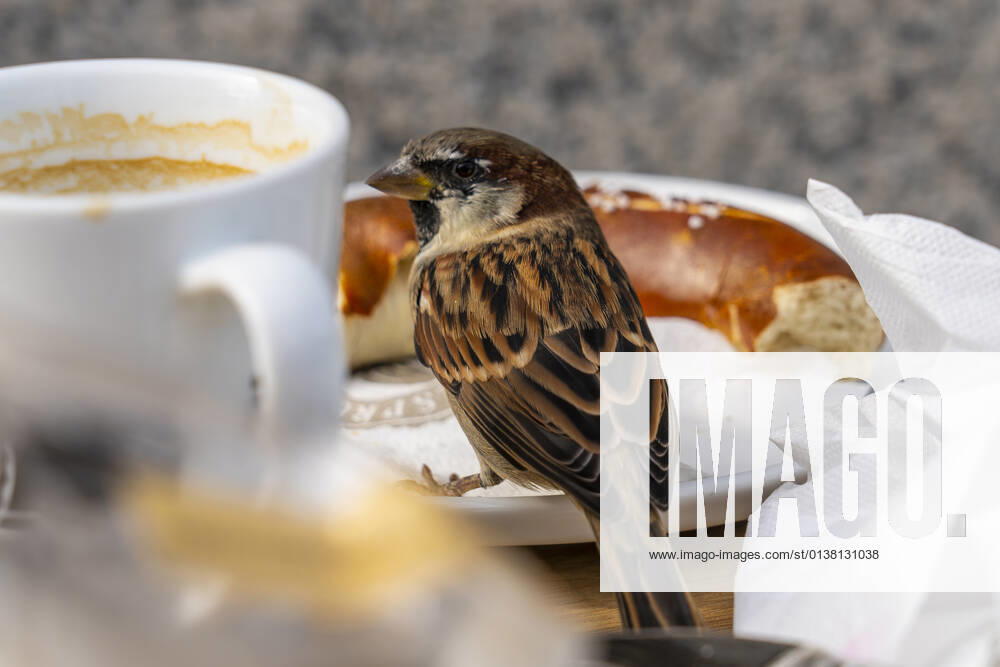 A house sparrow Passer domesticus , also called sparrow or house sparrow, on an abandoned breakfast plate of a restaurant Unter den Linden in Berlin Mitte Photo Volker Hohlfeld Breakfast