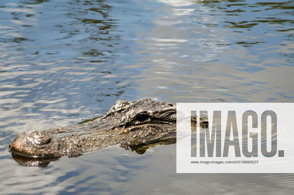 The head of an aligator in Florida s Everglades looks out of the water, 13.10.2020,
