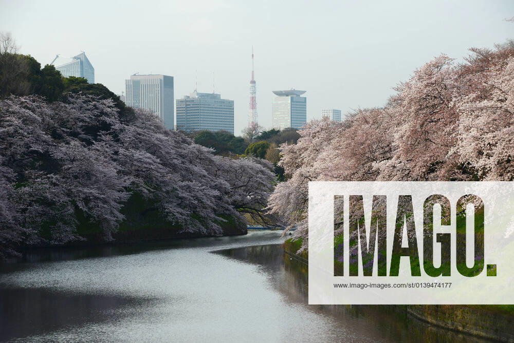 IMAGO Creative: Stadt-Dichotomien cherry blossom at chidorigafuchi tokyo