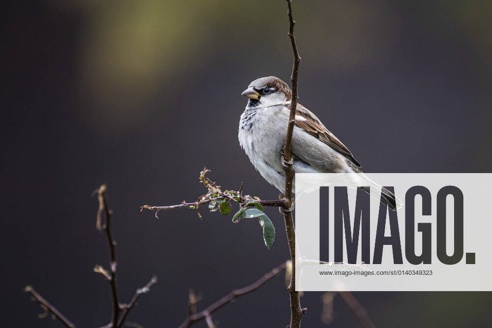 A sparrow on a branch, taken in Berlin, 27 10 2021 Berlin Germany