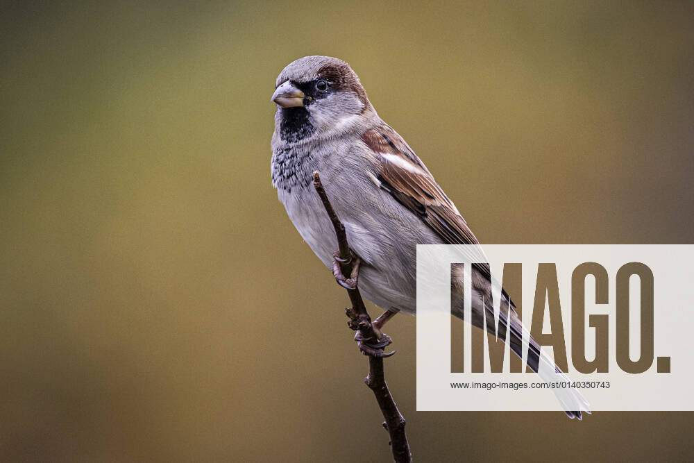 A sparrow on a branch, taken in Berlin, 27 10 2021 Berlin Germany