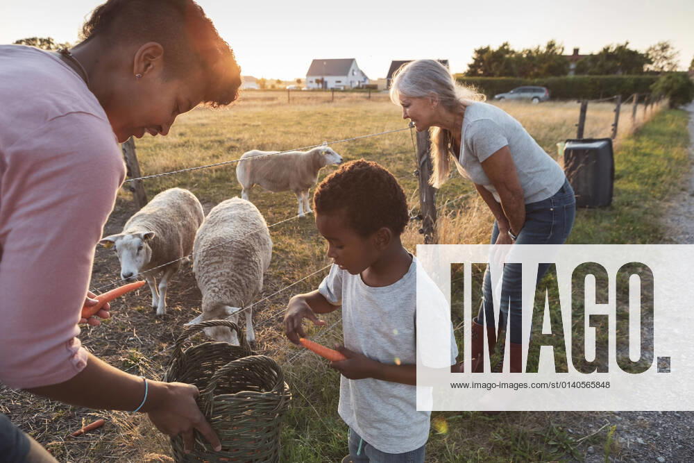 IMAGO Creative: Dichotomien, Generationen IMAGO Creative: 2021 Favoriten IMAGO Creative: Landleben - Essen Mother assisting son feeding carrots to sheep by grandmother during sunset Sweden, Skane, model released, property released