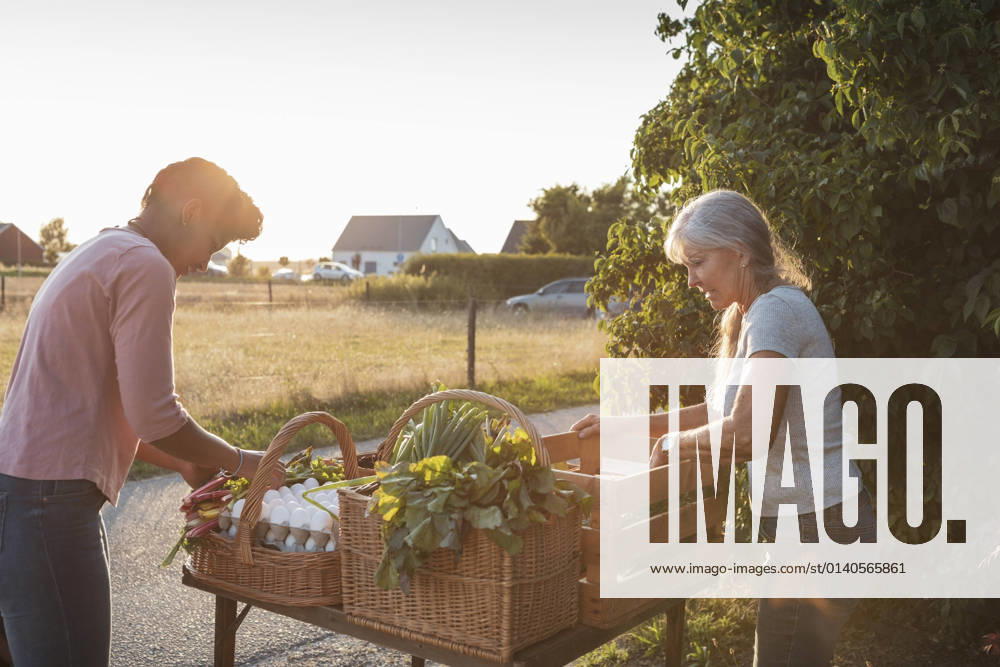 IMAGO Creative: Landleben - Essen IMAGO Creative: Landleben - Alfresco, Draußen Female farm workers arranging vegetable on market stall at roadside Sweden, Skane, model released, property released