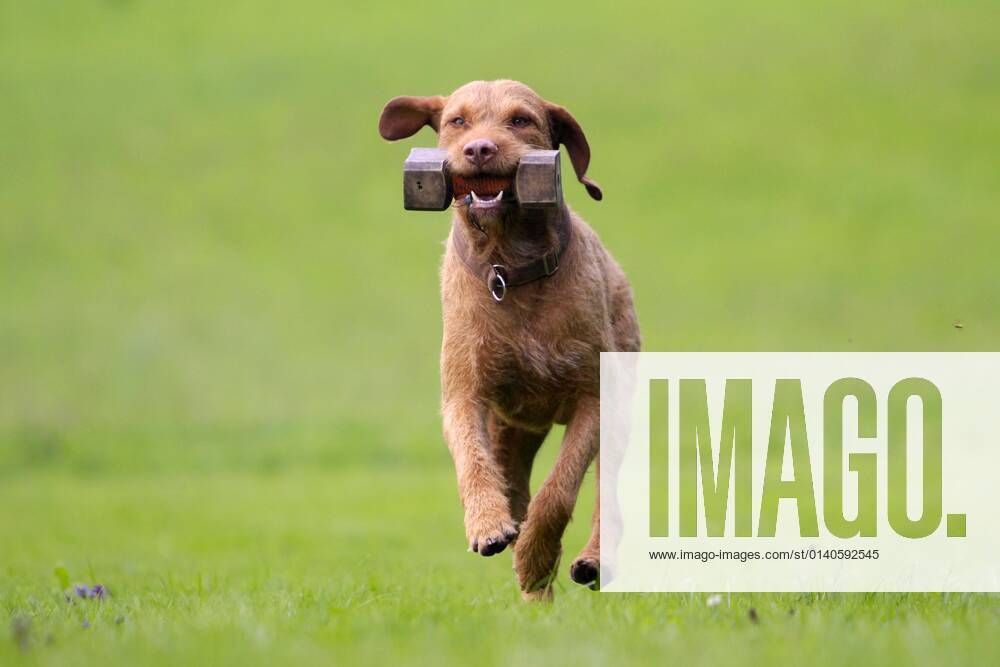 Wirehaired Hungarian Pointing Dog, retrieves Bringholz, Wirehaired Vizsla, Dummy, Retrieve