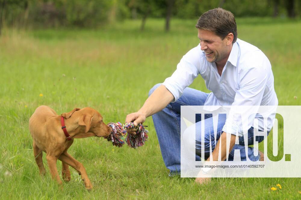 Man with Magyar Vizsla, Puppy, Tug Game, Shorthaired Hungarian Pointers, Collar, Dog Training, Toy, Tug Rope Play Rope