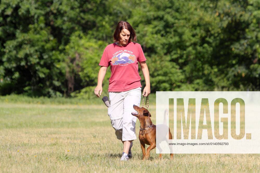 Woman and German Pinscher, heel walking, footwork, dog training, leash walking, leash handling