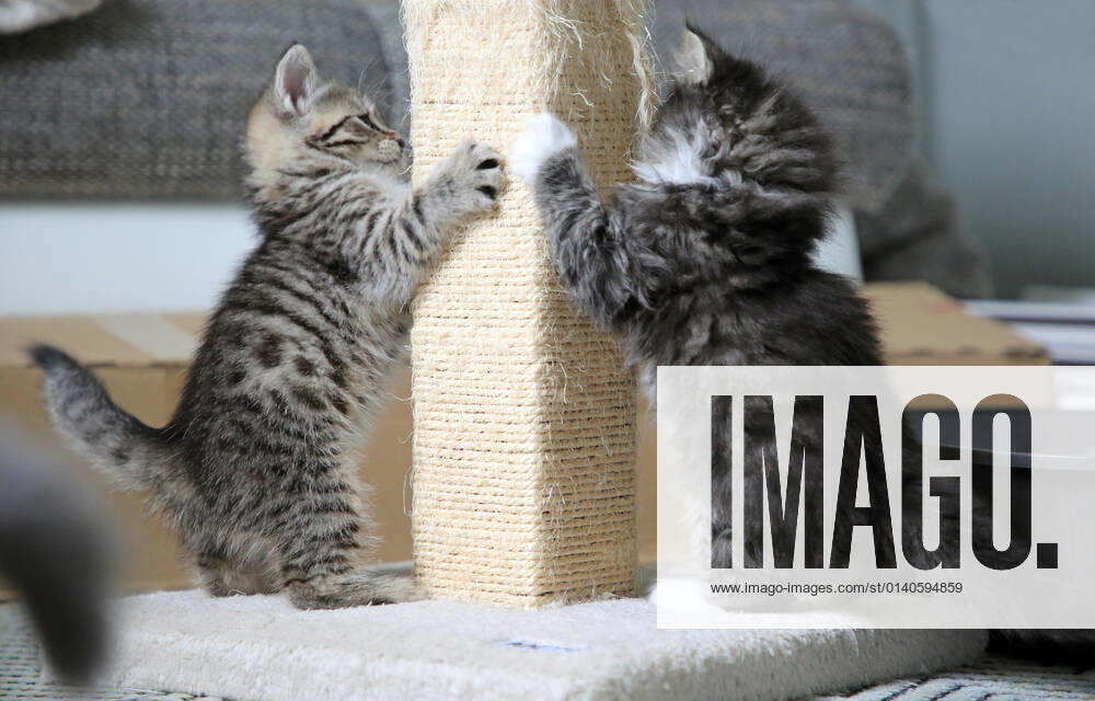 Bernau, Brandenburg, GER kittens sharpening their claws at a cat tree Bernau, Branden