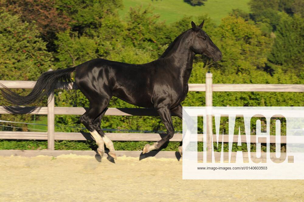 Achal Tekkiner, stallion, black horse, lateral