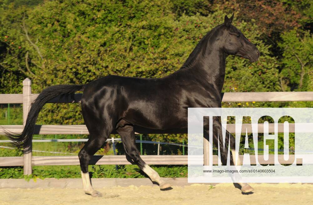 Achal Tekkiner, stallion, black horse, lateral