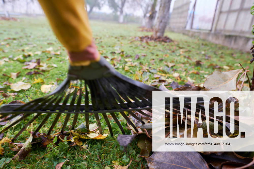 Austria October 31, 2021 Leaf rake with leaves in the meadow Burgenland Austria