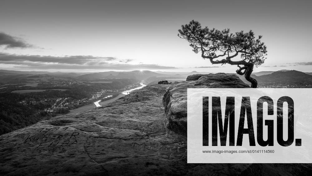 The weather pine on the Lilienstein in Saxon Switzerland near Dresden on a morning