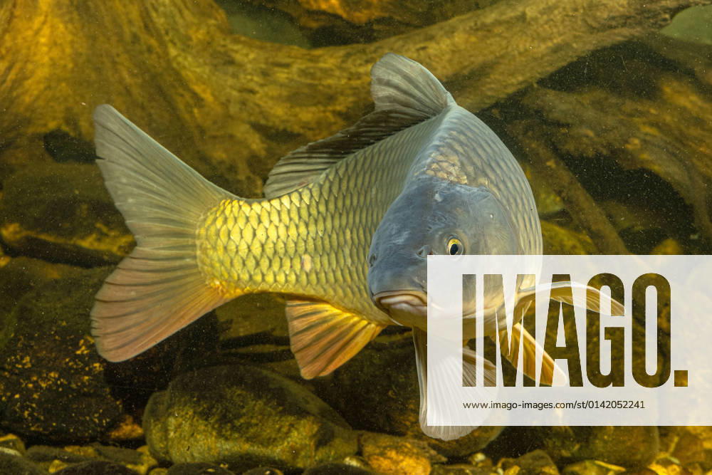 Carp, river carp, river carp, wild carp, wild carp Cyprinus carpio , mirror carp, frontal view, Germany carp, common carp, European carp Cyprinus carpio , mirror carp from the front, Germany BLWS656757