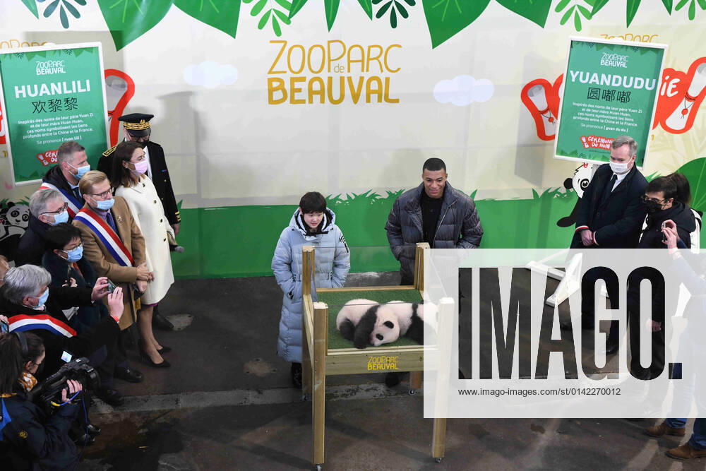 Bilder des Jahres 2021, Entertainment 11 November Entertainment Themen der Woche KW46 SAINT-AIGNAN, FRANCE - NOVEMBER 18: Chinese diver Zhang Jiaqi (L) and French footballer Kylian Mbappe attend a naming ceremony of newborn twin baby pandas at the Beauval Zoo on November 18, 2021 in Saint-Aignan-sur-Cher, France. The two giant panda cubs were officially named as Yuan Dudu and Huan Lili.