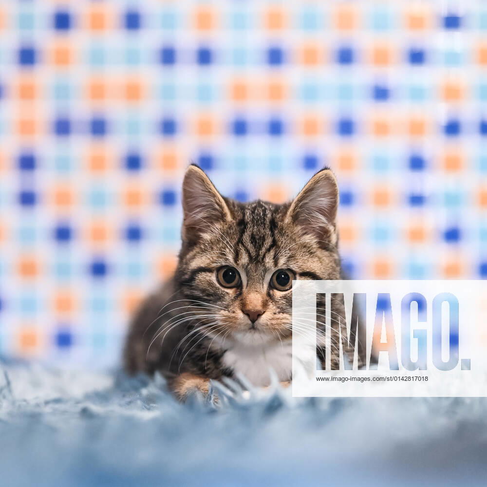 Domestic cat A young male cat is lying on a carpet in an apartment Villingen Schwenningen Baden Württemberg Germany