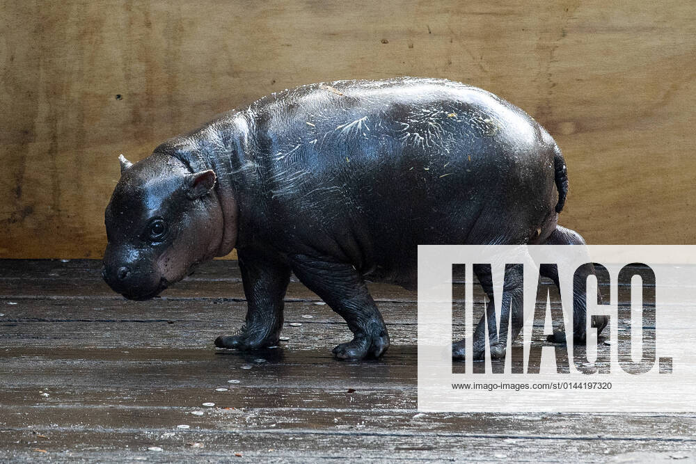 PYGMY HIPPO DEBUT, A two-week-old Pygmy Hippo calf makes her first appearance with her mother Kambiri at Taronga Zoo, Sydney, Thursday, December 9, 2021. ( NO ARCHIVING, , NO USE IN BOOKS WITHOUT CONSENT SYDNEY NSW AUSTRALIA