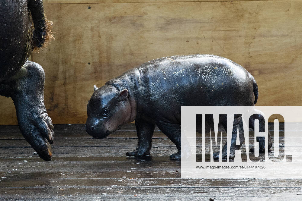 PYGMY HIPPO DEBUT, A two-week-old Pygmy Hippo calf makes her first appearance with her mother Kambiri at Taronga Zoo, Sydney, Thursday, December 9, 2021. ( NO ARCHIVING, , NO USE IN BOOKS WITHOUT CONSENT SYDNEY NSW AUSTRALIA