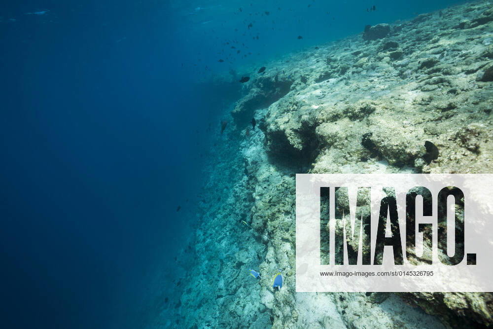 Coral bleaching on reef top, North Male Atoll, Indian Ocean, Maldives Coral bleaching on reef top, North Male Atoll, Indian Ocean, Maldives Coral bleaching, Maldives