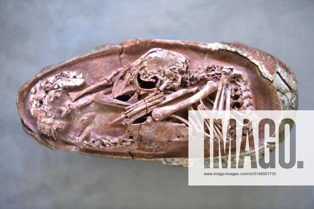 KW51 China, Dinosaurier-Ei mit Embryo in Fuzhou ausgestellt FUZHOU, CHINA - DECEMBER 22: The fossilized oviraptorosaur egg with embryo Baby Yingliang is pictured during a press conference on December 22, 2021 in Fuzhou, Fujian Province of China. A close-to-hatching oviraptorosaur dinosaur embryo was found in the Ganzhou, Jiangxi Province of China. The fossil was identified as a toothless theropod dinosaur, or oviraptorosaur, dating back 72 to 66 million years. It is housed at Yingliang Stone Nature History Museum in Fujian Province.