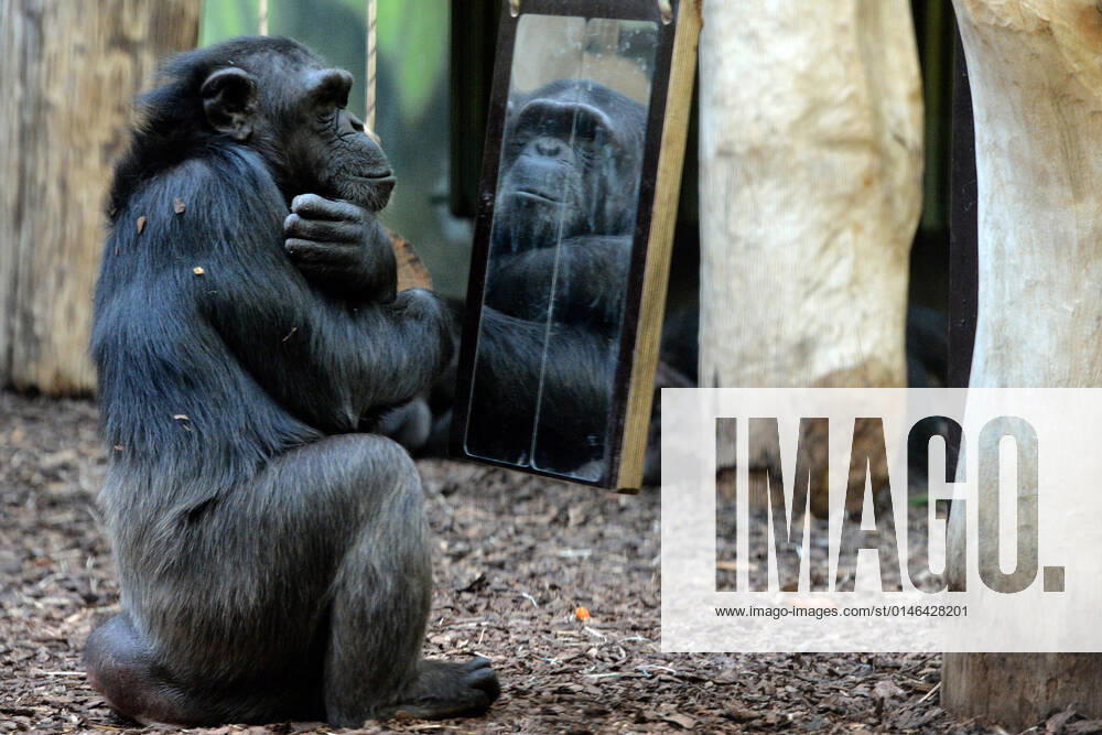 Dvur Kralove nad Labem, Czech Republic: Chimpanzee looks at the mirror at Safari Park Dvur Kralove nad Labem in the Czech Republic. Chimpanzee love looking in the mirror and copying the latest trends. Dvur Kralove nad Labem Czech Republic - ZUMAr156 20211229_zap_r156_007