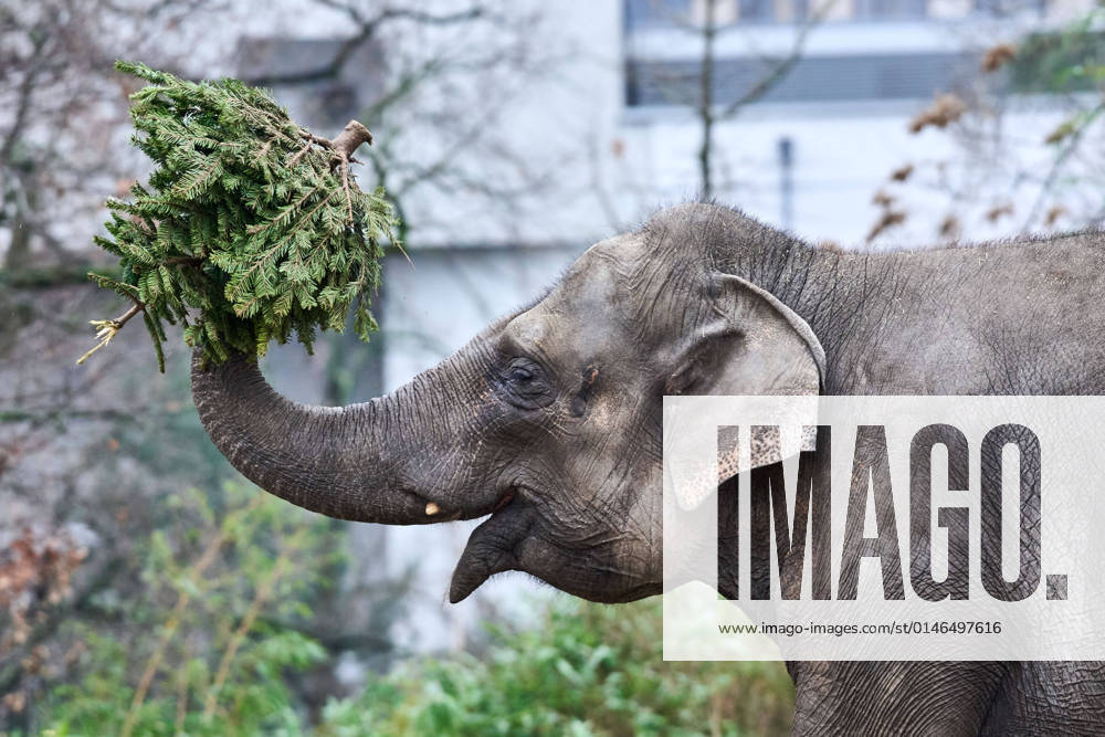 Elephants at the traditional Christmas tree feeding at the Berlin Zoo On the menu are the Christmas trees that have not found their way into Berlin s living rooms snapshot photography F Boillot