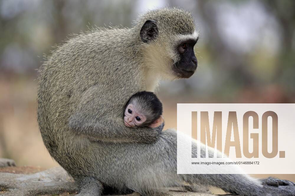 Vervet monkey Chlorocebus pygerythrus , adult female with kitten, Kruger National Park, South Africa