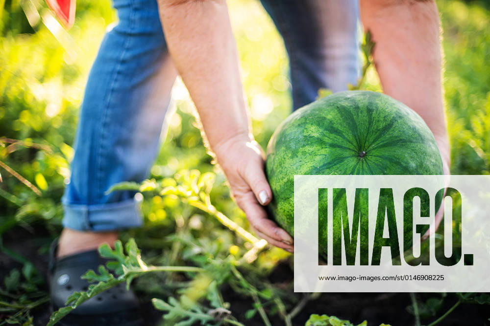 Woman harvests watermelon from her garden Texas City, Texas, United States CR_INCH211222-888457-01 ,model released, Symbolfoto