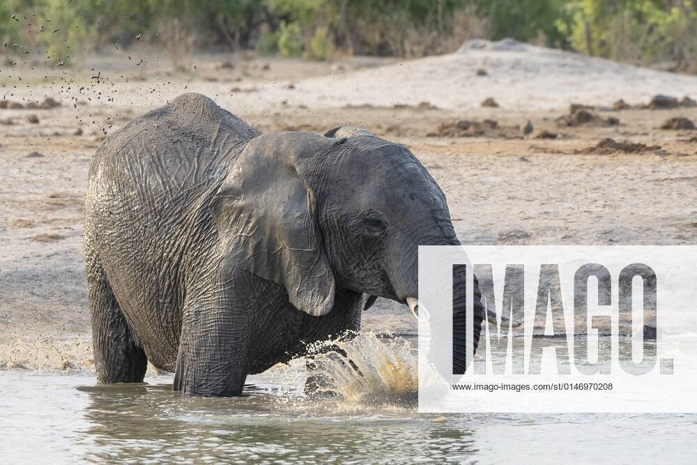 African bush elephant Loxodonta africana , splashing at waterhole, Savuti, Chobe National Park, Botswana, Africa