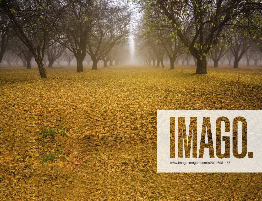 Forest in autumn with beautiful yellow leaves on the ground, autumn forest landscape