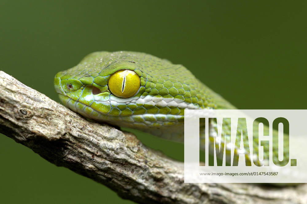 Large eyed bamboo viper, Large eyed pit viper Trimeresurus macrops, Cryptelytrops macrops , Portraet, Thailand, Khao Yai National Park Kramer s Pit Viper, Large eyed pit viper, Dark Green Pit Vipe Trimeresurus macrops, Cryptelytrops macrops , portrait, Thailand, Khao Yai National Park BLWS659884
