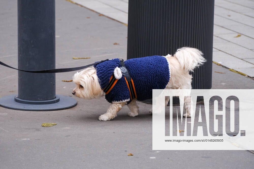 Düsseldorf 20.01.2022 Hund lange Leine Hundeleine gassi gehen gassigehen Schutzkleidung Kälteschutz Winterschutz Wintermantel Strickjacke Winterkleidung Düsseldorf Nordrhein-Westfalen Deutschland