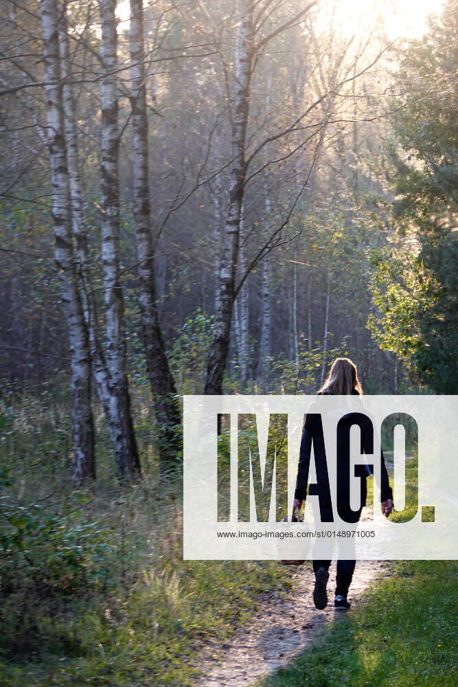 Dranse, Brandenburg, GER woman walking alone through the forest with a basket full of mushrooms MR yes, 50 60 years, looking, outside, exterior shot, trees, Brandenburg, Ger
