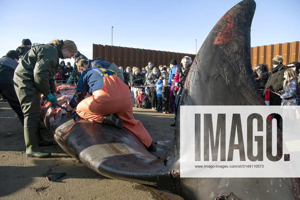 Dead humpback whale in Kolding Fjord dissected at the harbor in Kolding, Friday 28 January 2022 This is a so-called northern doegling, which belongs to the family of humpback whales.