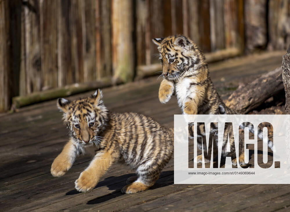 Junge sibirische Tiger im Safari Park in Kunming (220130) -- KUNMING, Jan. 30, 2022 -- Two Siberian tiger cubs play at Yunnan Wild Animal Park in Kunming, southwest China s Yunnan Province, Jan. 30, 2022. ) CHINA-YUNNAN-TIGER CUBS (CN) ChenxXinbo