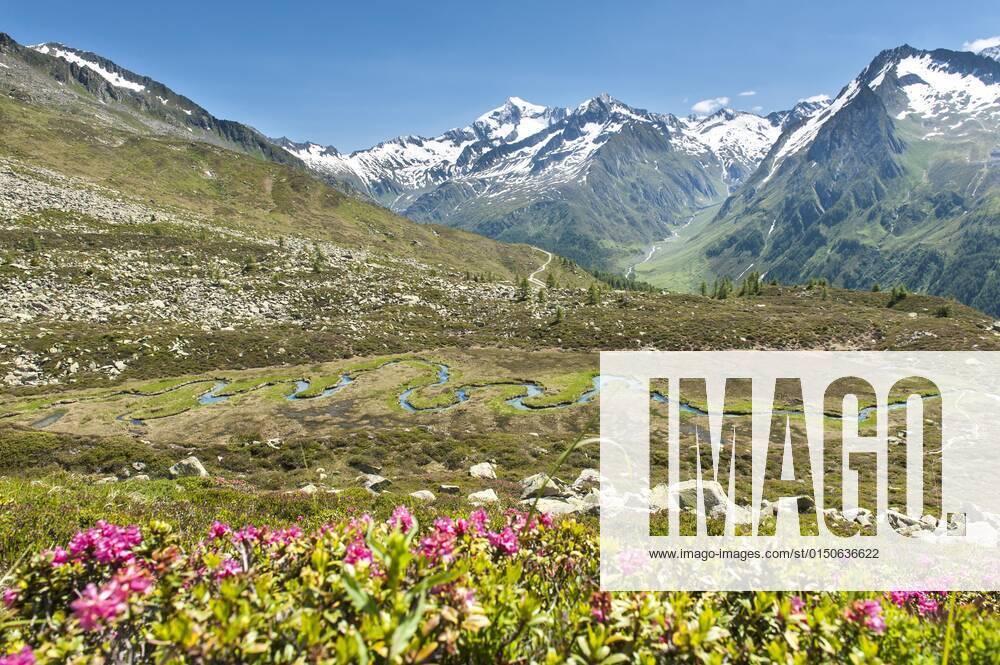 Rostblättrige Alpenrose (Rhododendron ferrugineum), Rostroter Almenrausch, Biotop Wieser-Werfer-Moor, mäandrierender Markstinjöchlbach, Gebirgsbach, Mäander, Prettau, Predoi, Ahrntal, Valle Aurina, Pustertal, Valle Pusteria, Zentralalpen, Hauptalpenkamm, Südtirol, Alto Adige, Italien, Europa