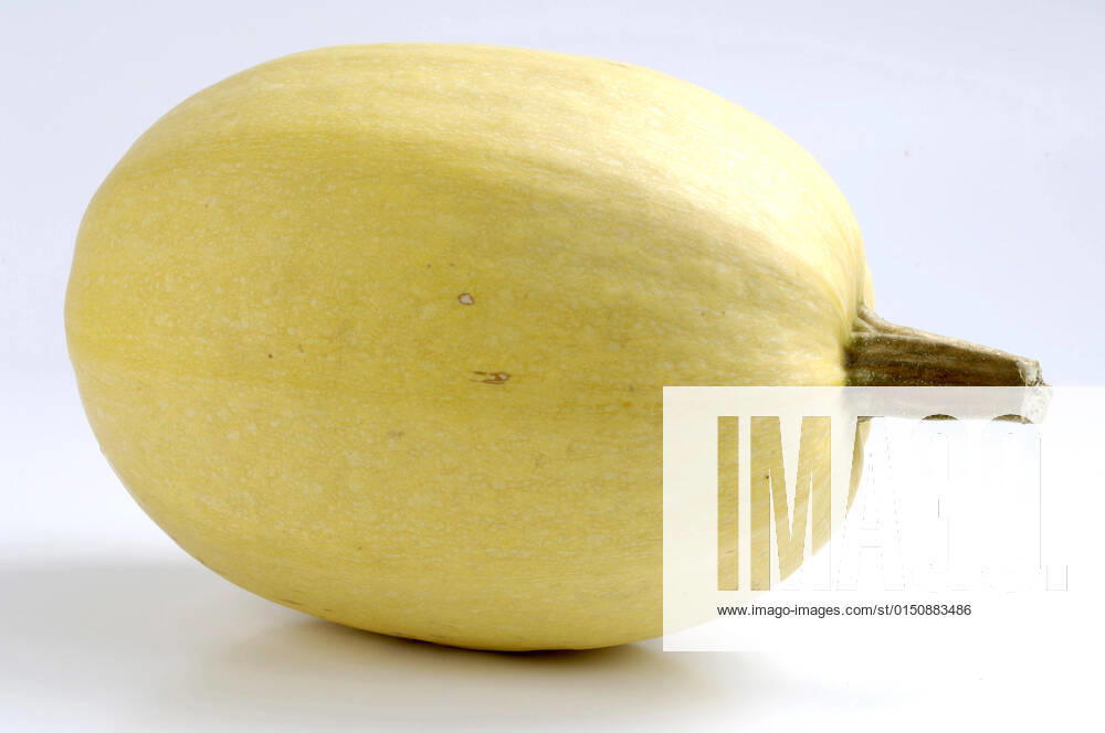 Garden pumpkin, garden pumpkin, summer pumpkin, summer pumpkin, edible pumpkin, edible pumpkin, spagetti Cucurbita pepo Spagetti , Cucurbita pepo Spagetti , Spagetti marrow variety edible pumpkin, field pumpkin Cucurbita pepo Spagetti , Cucurbita pepo Spagetti , spaghetti squash BLWS662391