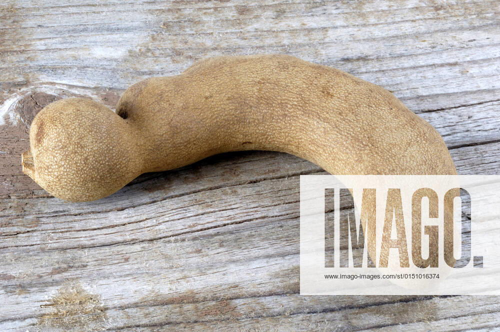 Tamarind, Indian date, sour date Tamarindus indica , fruit hull Tamarind Tamarindus indica , fruit BLWS662581