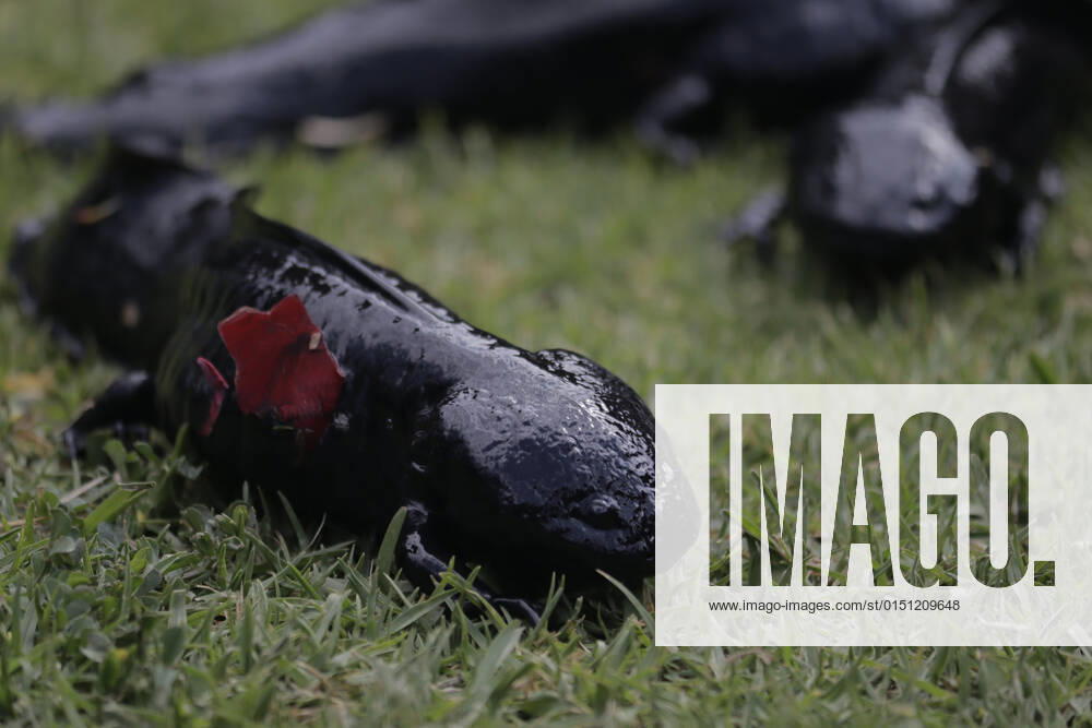 Mexiko, Auswilderung von Axolotl Release Of Ajolotes In Xochimilco, Mexico City A salamander release at the Centro Ecoturistico Chinampero Michmani located on a chinampa in Xochimilco, Mexico City. The Mexican axolotl or ajolote, Ambystoma mexicanum, is a salamander with the unusual characteristic of retaining its larval features as an adult. This condition, known as neoteny, means that it retains its tadpole-like dorsal fin - which runs almost the entire length of its body - and its external gills, which protrude from the back of its broad, feathery head. Mexico City Mexico City Mexico