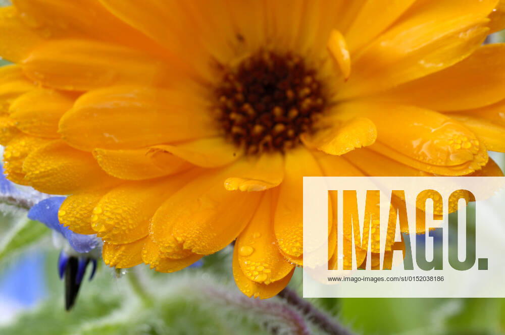 Garden marigold, garden marigold, marigold Calendula officinalis , Bluetenkoepfchen, detail garden pot marigold Calendula officinalis , blooming BLWS663292