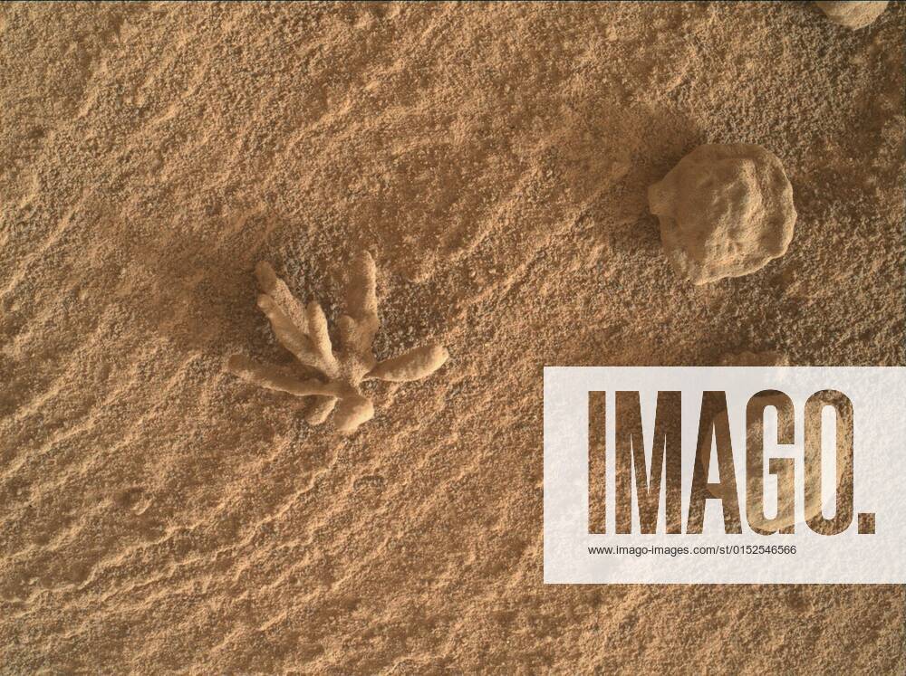 NASA s Curiosity rover has uncovered an intriguing flower formation on the surface of Mars that looks akin to an ocean coral. The microscopic view of Martian sand was taken with the Mars Hand Lens Imager (MAHLI), a tool for imaging minerals, textures and structures in rocks and soil at scales smaller than the diameter of a human hair. The Curiosity team confirmed it was a diagenetic crystal cluster , that experts from NASA JPL suggest may have been formed by minerals precipitating from water. While the formation looks large in size, it is actually smaller than a penny, and consists of three-dimensional crystal clusters made from a combination of minerals. NASA scientists say it can tell them more about the structure of Martian